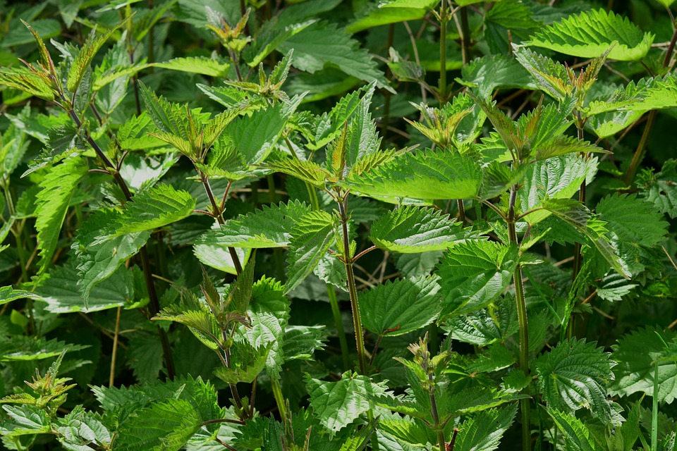 An-Image-of-green-leaves-of-herbal-plant