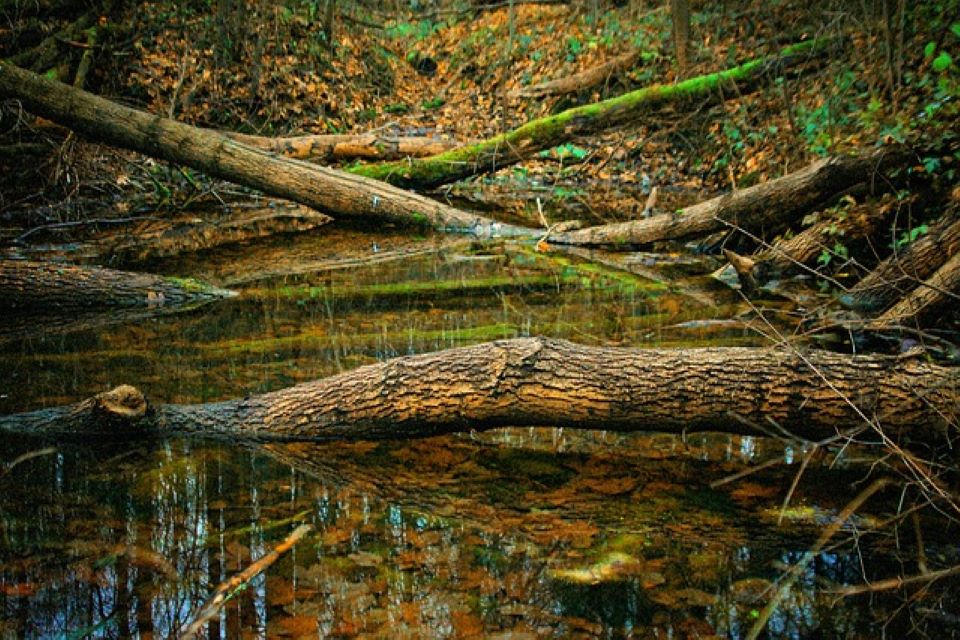 An-image-of-broken-trees-fall-in-water